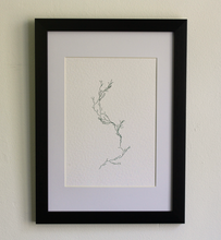 Load image into Gallery viewer, Asparagaceae II - (Systems&#39; Garden series)
