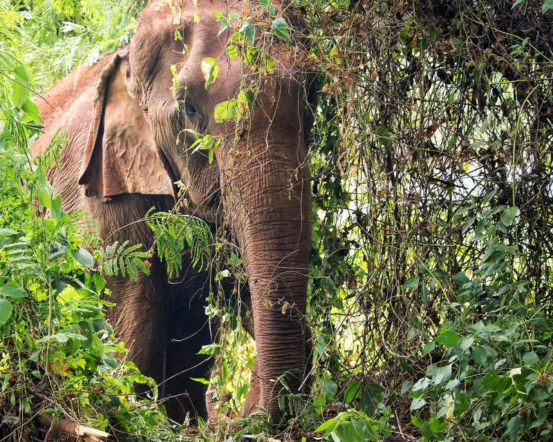 Trekking the forest with elephants