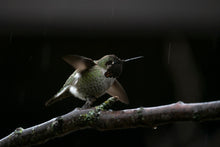 Load image into Gallery viewer, Hummingbird Takeoff
