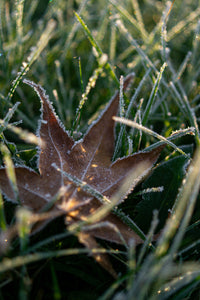 Ice Laced Acer