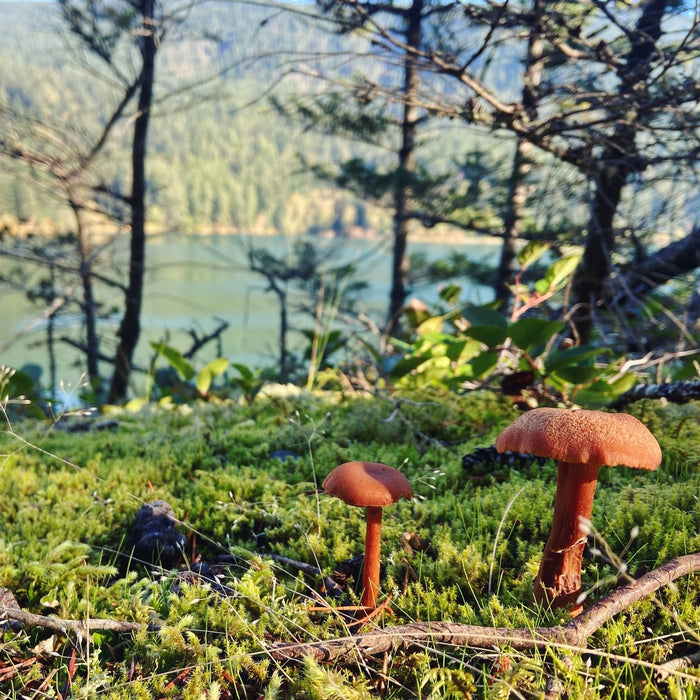 Friendly Fungi