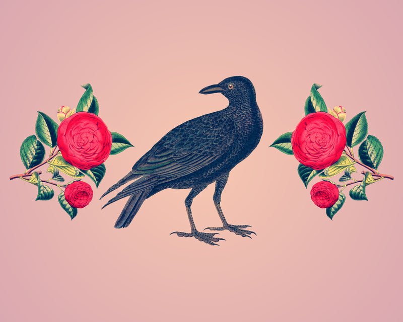 Corvid and Camelia