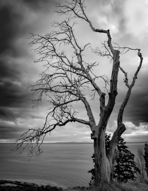 Ghost Tree