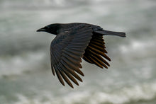 Load image into Gallery viewer, Crow in Flight
