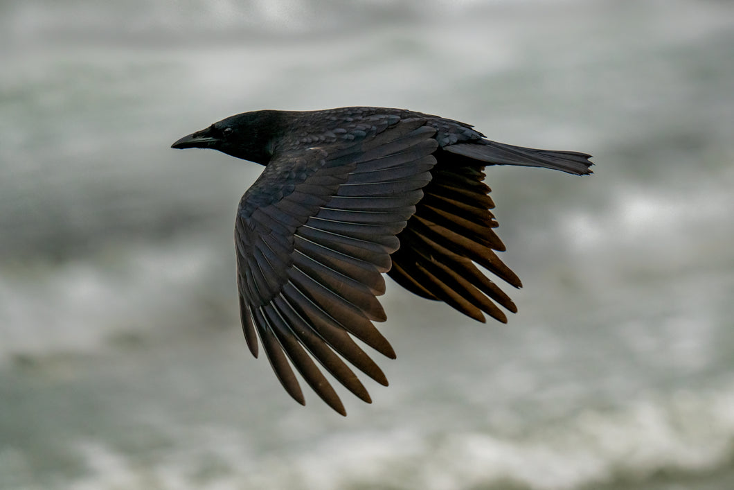 Crow in Flight