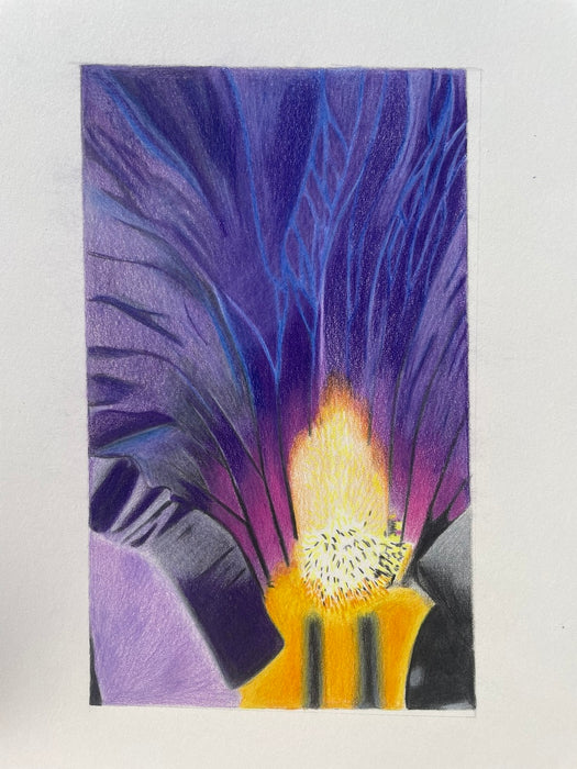 Iris