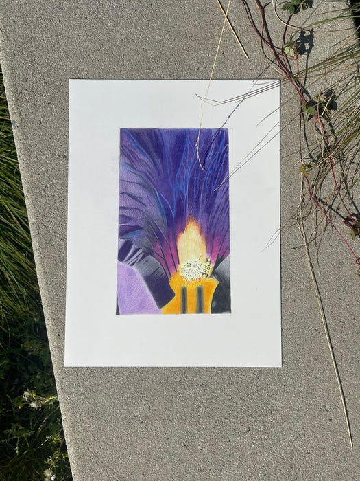 Iris