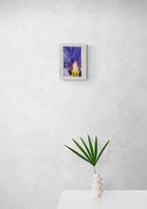 Iris