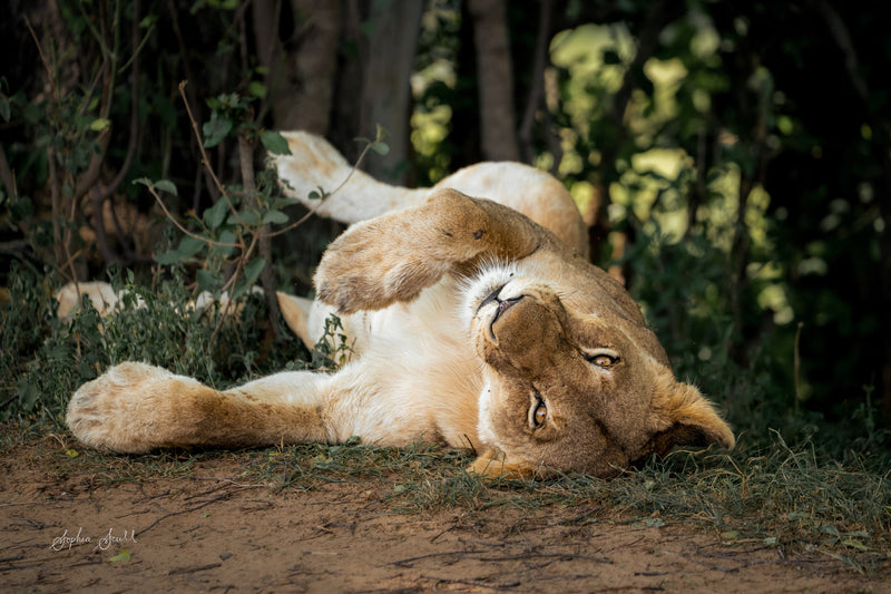 Lioness Portrait