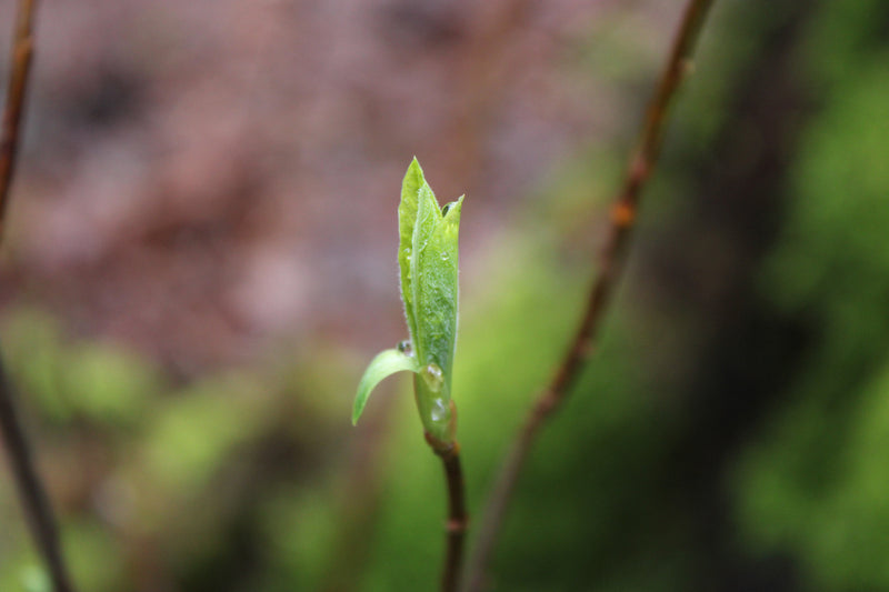 First Leaf