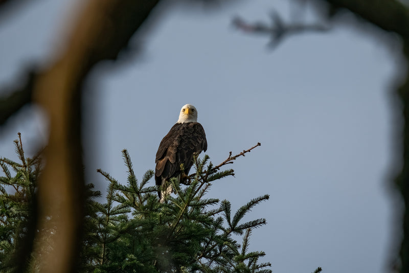 Bald Eagle in Tree