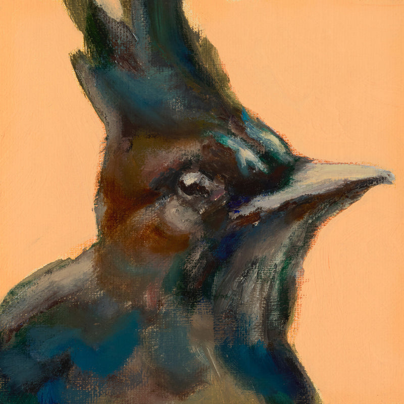 Portrait of a Steller's Jay