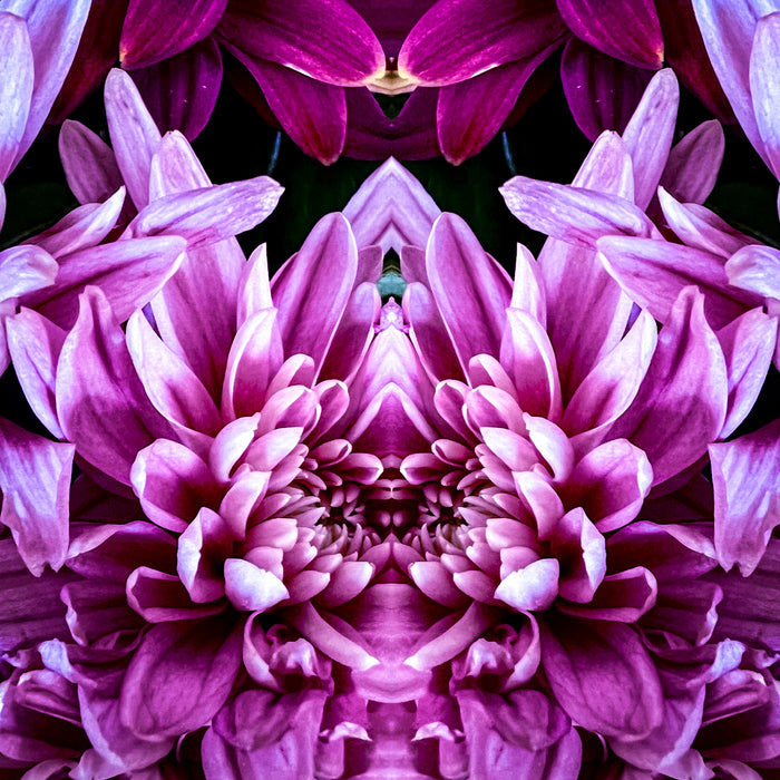 Symmetry - Magenta Dahlias
