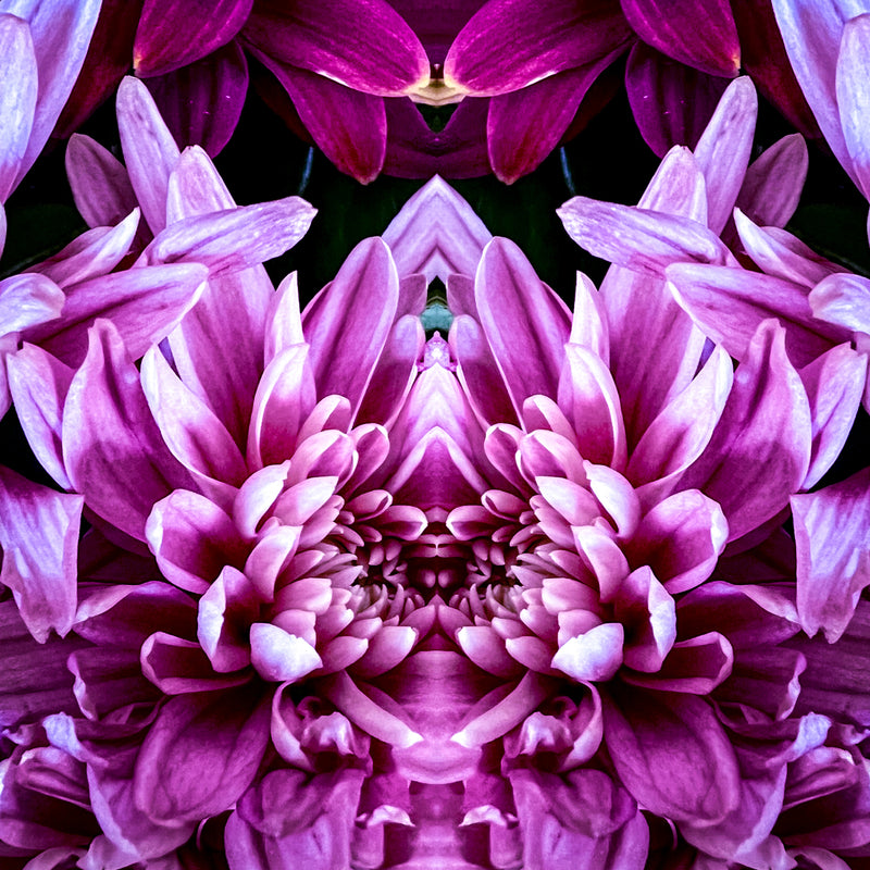 Symmetry - Magenta Dahlias