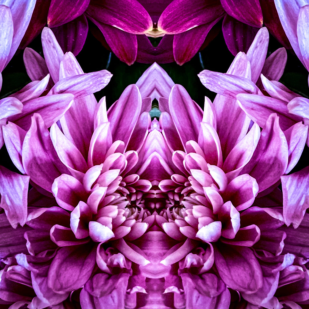 Symmetry - Magenta Dahlias