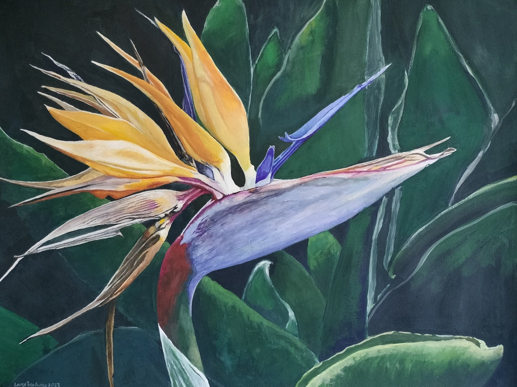 Bird of Paradise