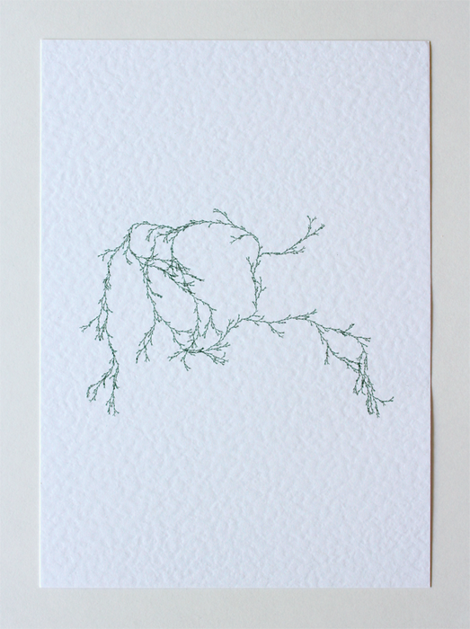 Asparagaceae III - (Systems' Garden series)