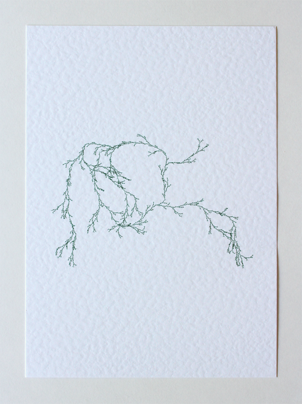 Asparagaceae III - (Systems' Garden series)