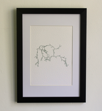 Load image into Gallery viewer, Asparagaceae III - (Systems&#39; Garden series)
