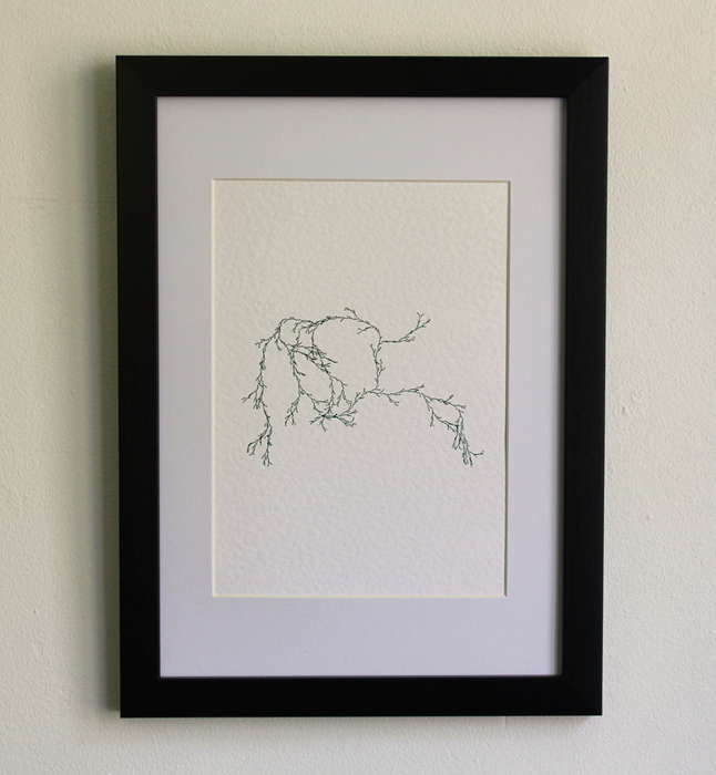 Asparagaceae III - (Systems' Garden series)