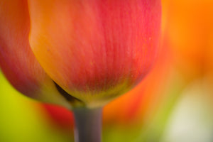 Tulip Sorbet