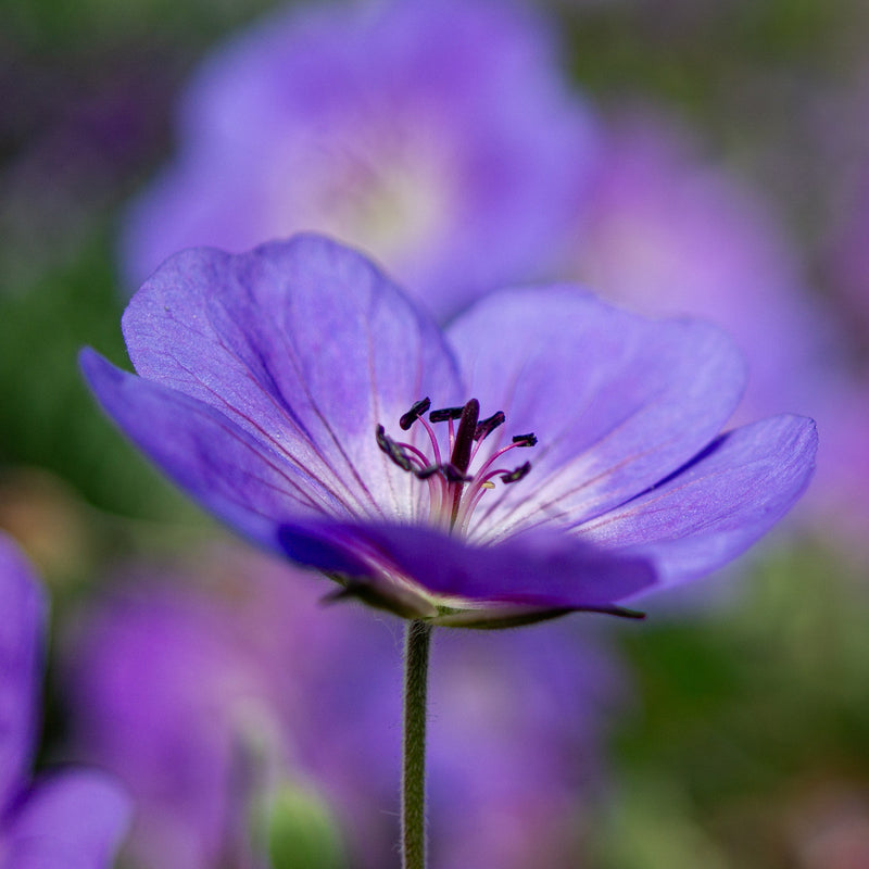 Lilac Cranesbill