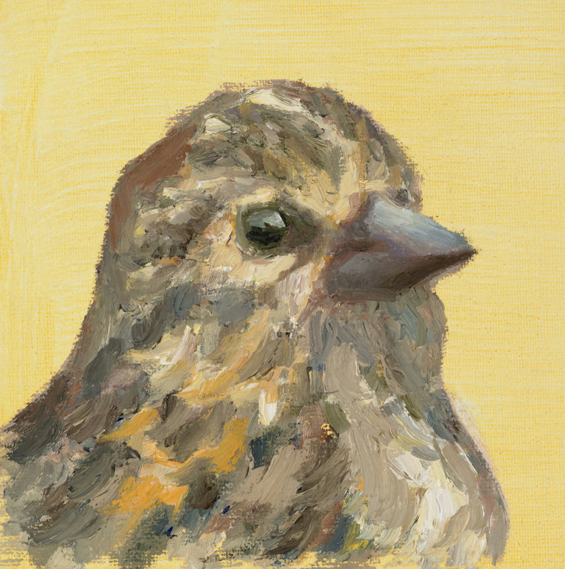 Pine Siskin (Spinus pinus)
