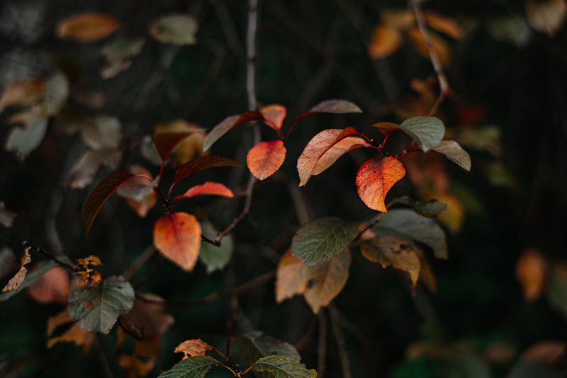 Fall Colors