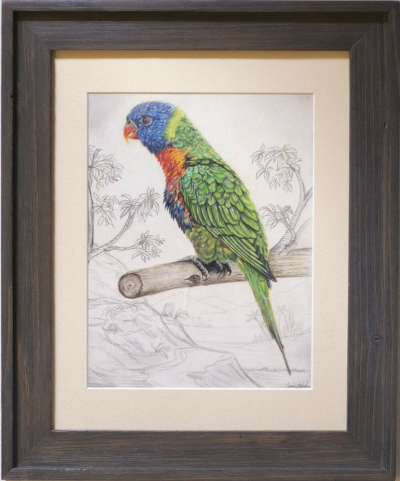 The Lorikeet