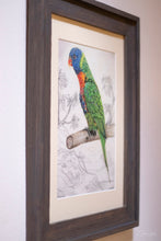 Load image into Gallery viewer, The Lorikeet
