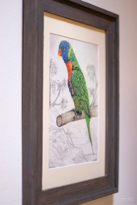 The Lorikeet