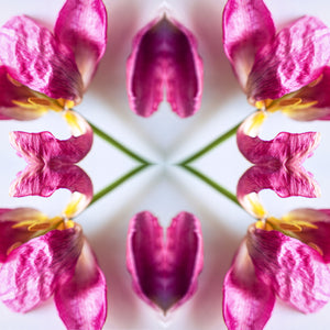 Symmetry - Tulip hearts
