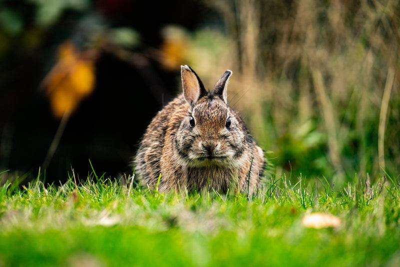 Fierce Bunny