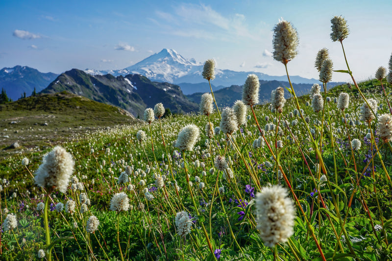 Mount Baker Wildflowers