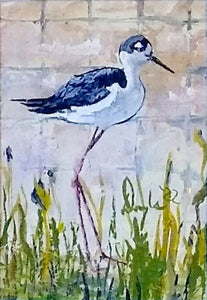 Black Necked Stilt