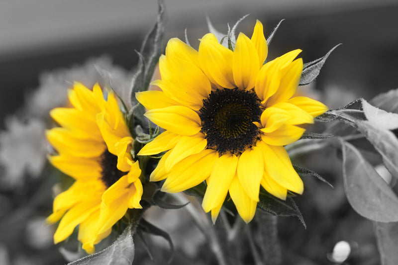 Sunflowers