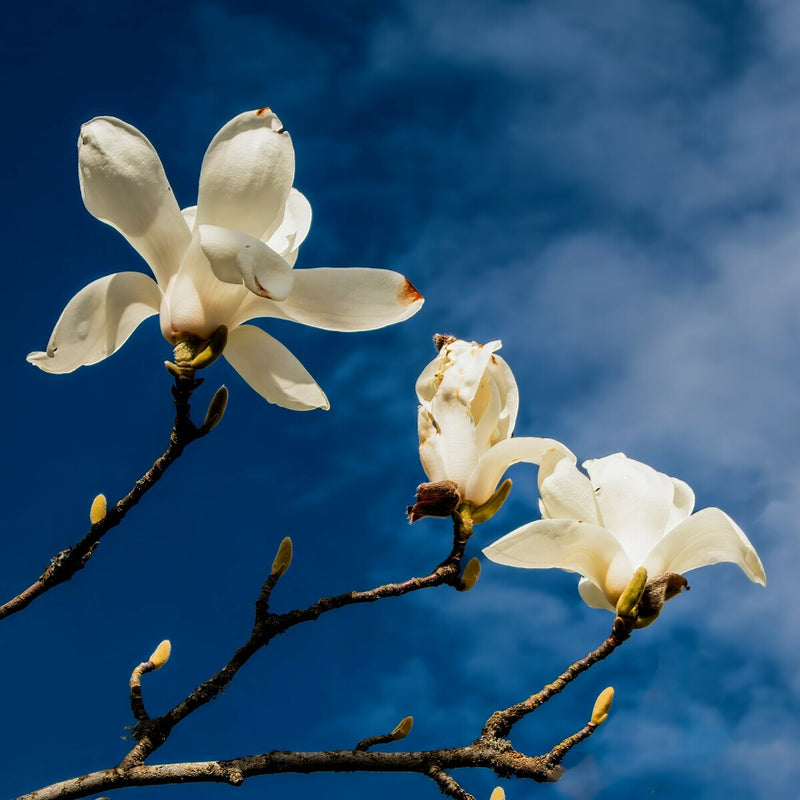 Magnolia Blossoms against a Blue Sky
