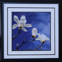 Load image into Gallery viewer, Magnolia Blossoms against a Blue Sky
