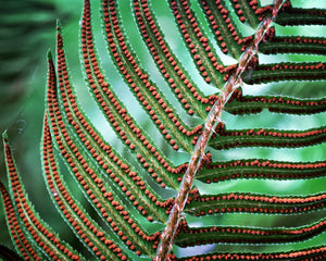 Sword Fern