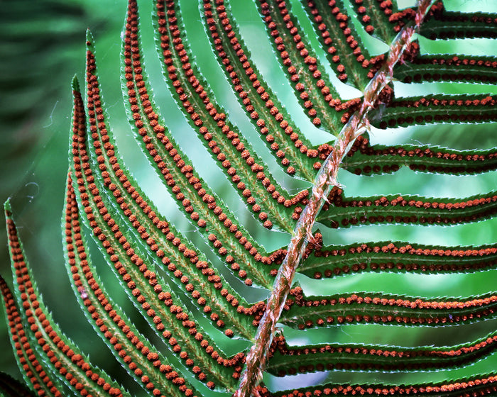 Sword Fern