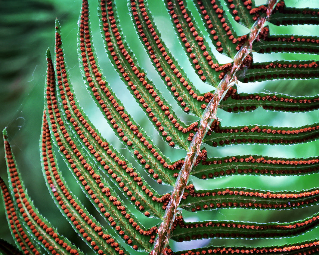Sword Fern