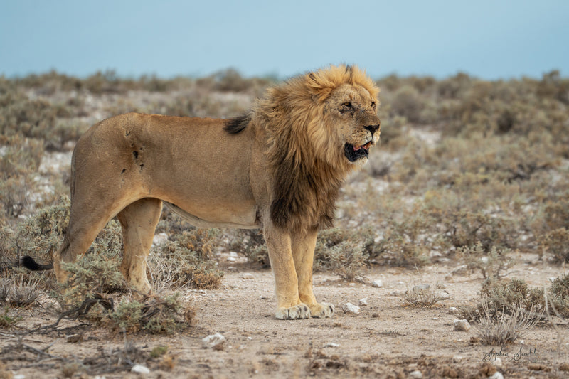 Lion Portrait