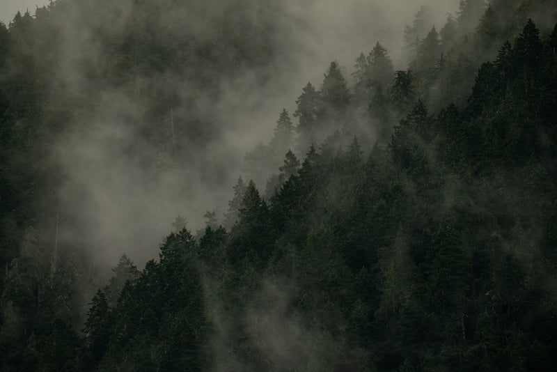Misty Olympic Mountains