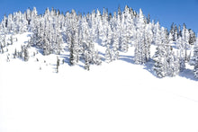 Load image into Gallery viewer, Rainier Snowy Trees
