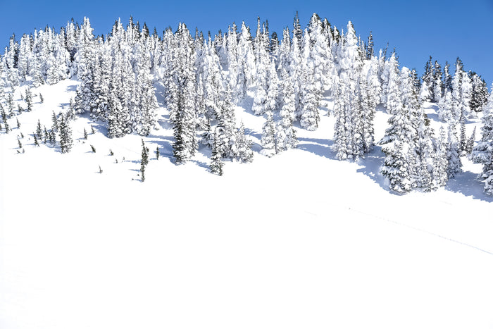 Rainier Snowy Trees