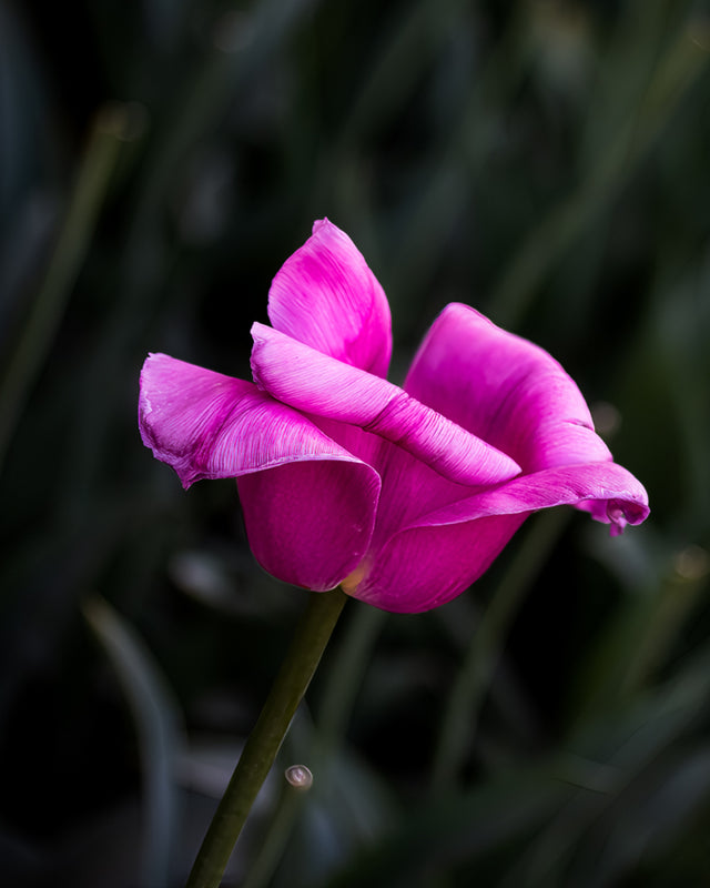 Pretty in Pink