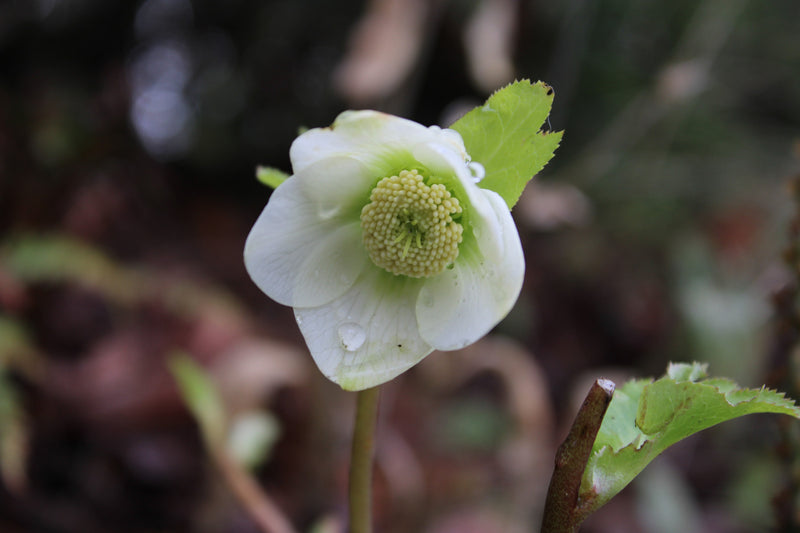 Ice Flower