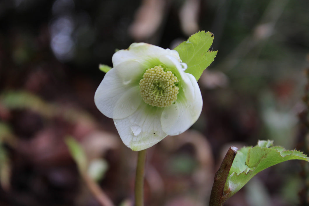 Ice Flower