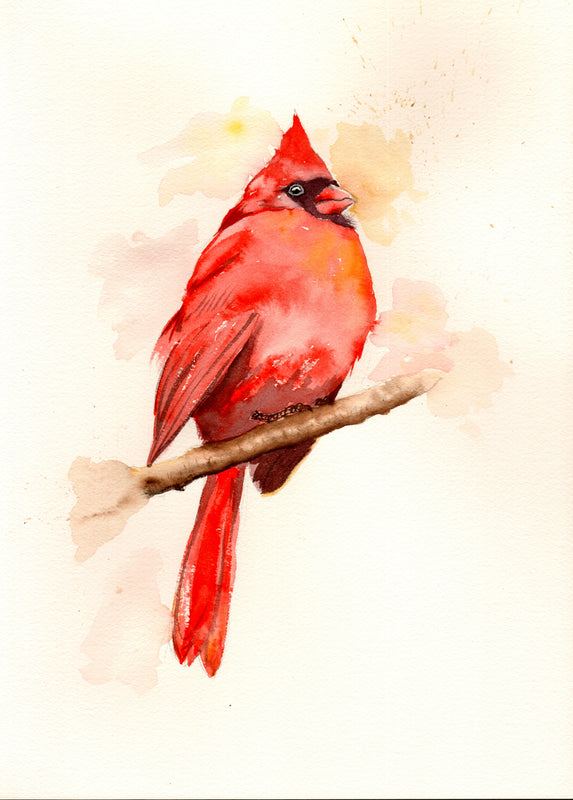 Red Cardinal