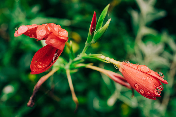 Juicy Blooms